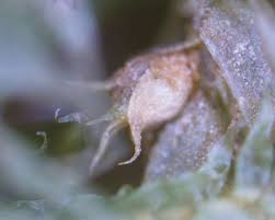 Attēlu rezultāti vaicājumam “Neckera pennata sporophyte”