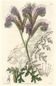 Attēlu rezultāti vaicājumam “Phacelia tanacetifolia leaf”