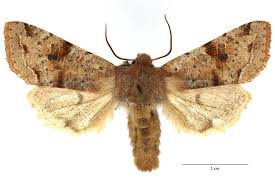 Attēlu rezultāti vaicājumam “Orthosia incerta”