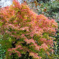 Image result for Acer palmatum `Orange Dream`