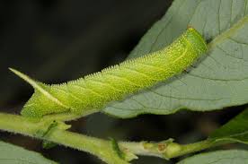 Attēlu rezultāti vaicājumam “Smerinthus ocellata”