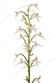 Attēlu rezultāti vaicājumam “Platanthera bifolia flower”
