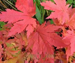 Attēlu rezultāti vaicājumam “Acer pseudosieboldianum”