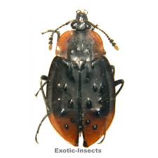 Attēlu rezultāti vaicājumam “Silphidae”