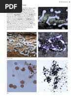 Attēlu rezultāti vaicājumam “Diderma subincarnatum young”