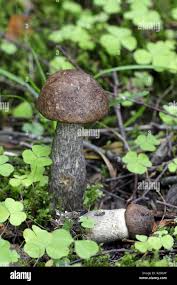 Attēlu rezultāti vaicājumam “Leccinum melaneum”