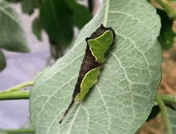 Attēlu rezultāti vaicājumam “Cerura vinula larva”