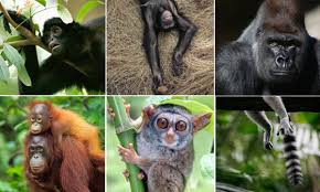 Attēlu rezultāti vaicājumam “Primates”