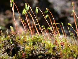 Attēlu rezultāti vaicājumam “Acaulon muticum sporophyte”