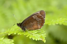 Attēlu rezultāti vaicājumam “Erebia aethiops underside”