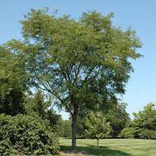 Attēlu rezultāti vaicājumam “Gleditsia triacanthos”