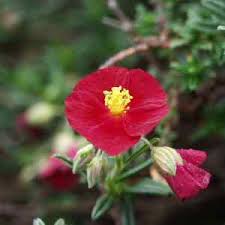 Attēlu rezultāti vaicājumam “Helianthemum nummularium flower”