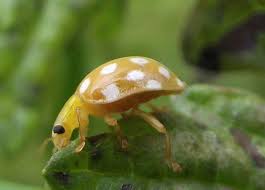 Attēlu rezultāti vaicājumam “Halyzia sedecimguttata”