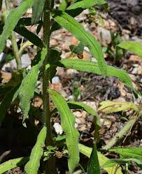 Attēlu rezultāti vaicājumam “Echium vulgare bud”