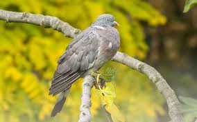 Attēlu rezultāti vaicājumam “Columba palumbus”