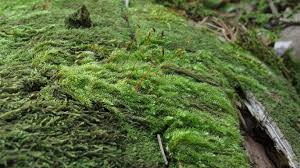 Attēlu rezultāti vaicājumam “Herzogiella seligeri”