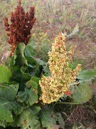 Attēlu rezultāti vaicājumam “Rumex confertus”