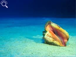 Image result for Aliger gigas