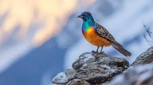 Attēlu rezultāti vaicājumam “Galliformes”