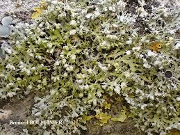 Attēlu rezultāti vaicājumam “Physcia adscendens”