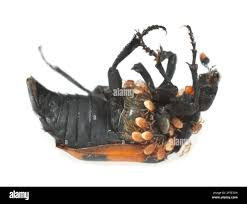 Attēlu rezultāti vaicājumam “Nicrophorus investigator imago”