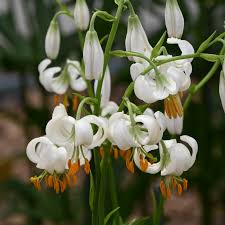 Image result for Lilium martagon Alba
