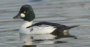 Attēlu rezultāti vaicājumam “Bucephala clangula”