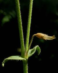 Attēlu rezultāti vaicājumam “Craterium minutum cf. var. brunneum stalked”