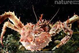 Image result for Lithodes maja