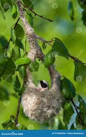 Attēlu rezultāti vaicājumam “Remiz pendulinus nest”