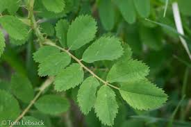 Attēlu rezultāti vaicājumam “Rosa subcanina leaf”