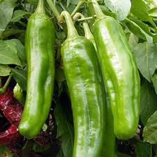 Afbeeldingsresultaat voor numex sandia hot pepper