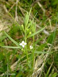 Attēlu rezultāti vaicājumam “Thesium alpinum”