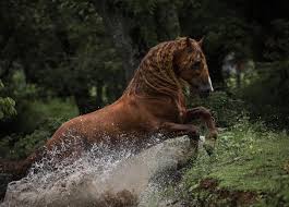 Image result for chestnut friesian
