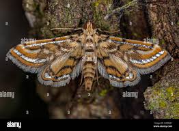 Attēlu rezultāti vaicājumam “Crambidae”