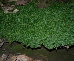 Attēlu rezultāti vaicājumam “Pellia epiphylla sporophyte”