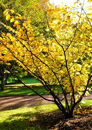 Attēlu rezultāti vaicājumam “Hamamelis mollis”