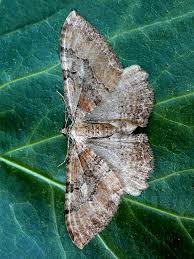 Attēlu rezultāti vaicājumam “Hydria cervinalis”