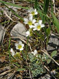 Image result for Steinbrech