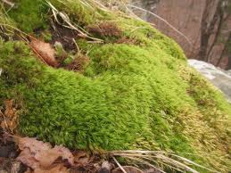 Attēlu rezultāti vaicājumam “Dicranum scoparium sporophyte”