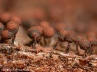 Attēlu rezultāti vaicājumam “Cribraria piriformis”