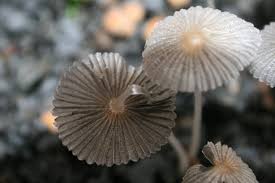 Attēlu rezultāti vaicājumam “Coprinus sp.”