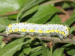 Attēlu rezultāti vaicājumam “Diloba caeruleocephala larva”