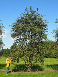 Attēlu rezultāti vaicājumam “Sorbus intermedia”
