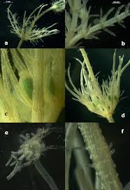 Attēlu rezultāti vaicājumam “Chara intermedia”
