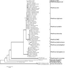 Attēlu rezultāti vaicājumam “Phellinus alni”