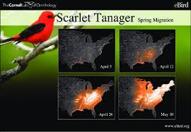 Image result for Piranga olivacea