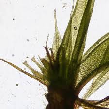 Attēlu rezultāti vaicājumam “Pseudotaxiphyllum elegans macro”