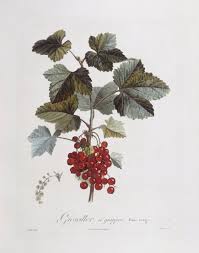 Attēlu rezultāti vaicājumam “Ribes rubrum”