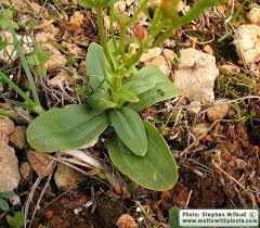 Attēlu rezultāti vaicājumam “Centaurium erythraea leaf”